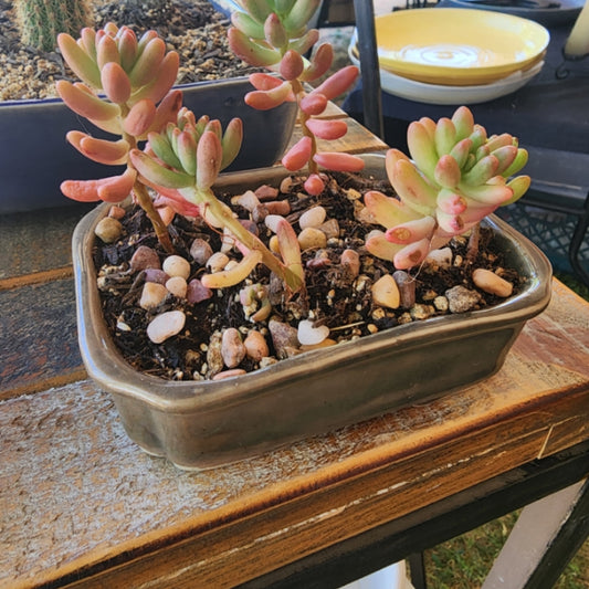 4 inch bonsai mame