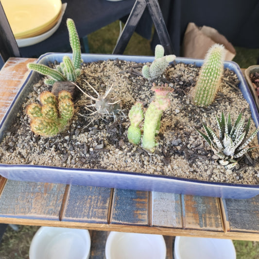 12 inch desert scape